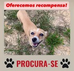 Família pagará R$ 800 a quem encontrar a Maya